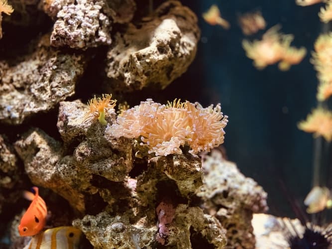Great Barrier's corals at risk of being wiped out