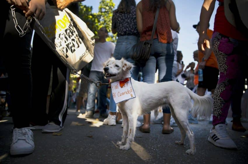 Cuban animal rights law set to take stage