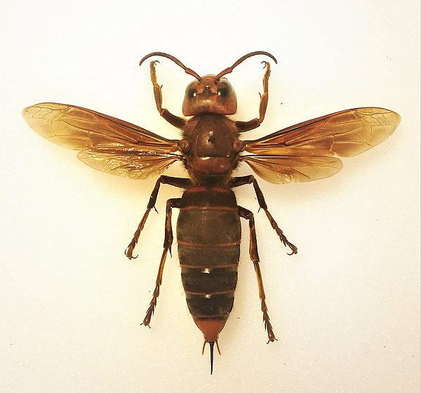 Giant asian hornets, threat to US