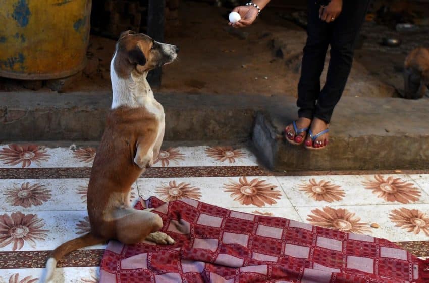 Rocky lost her front legs after being run over by a train in India [AFP]