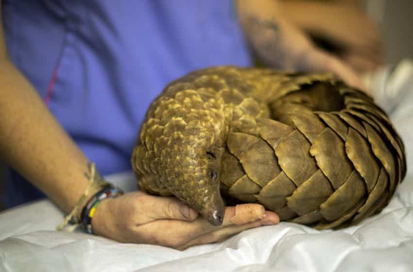 Pangolins are the most poached animals in the world (AP)