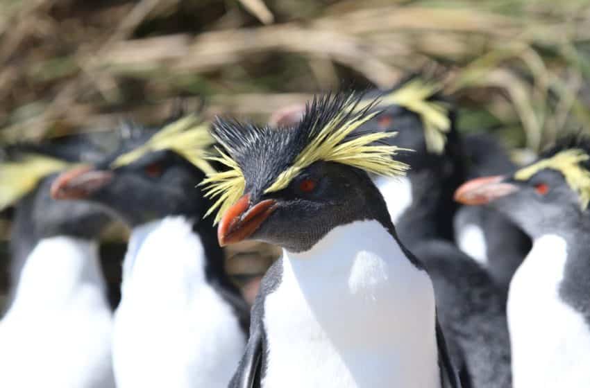 Northern rockhopper penguins (Pew Charitable Trust)