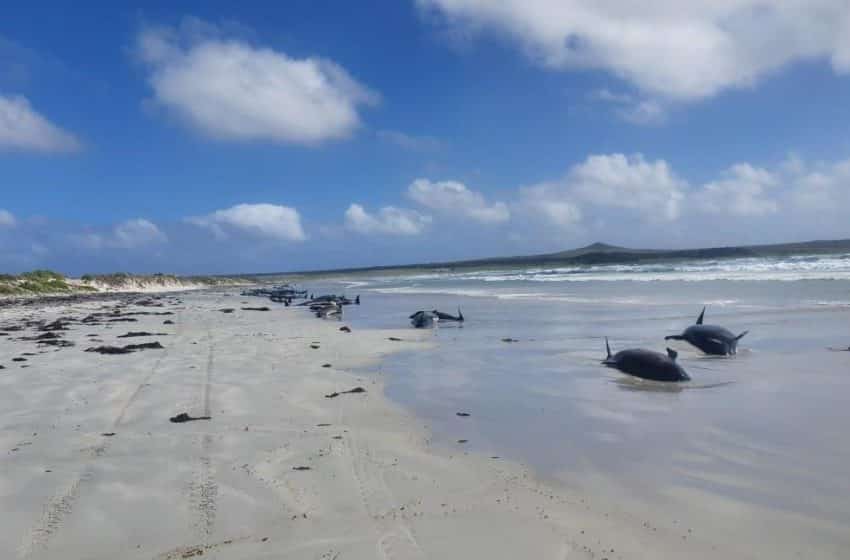 Near 100 whales dead in New Zealand mass beaching
