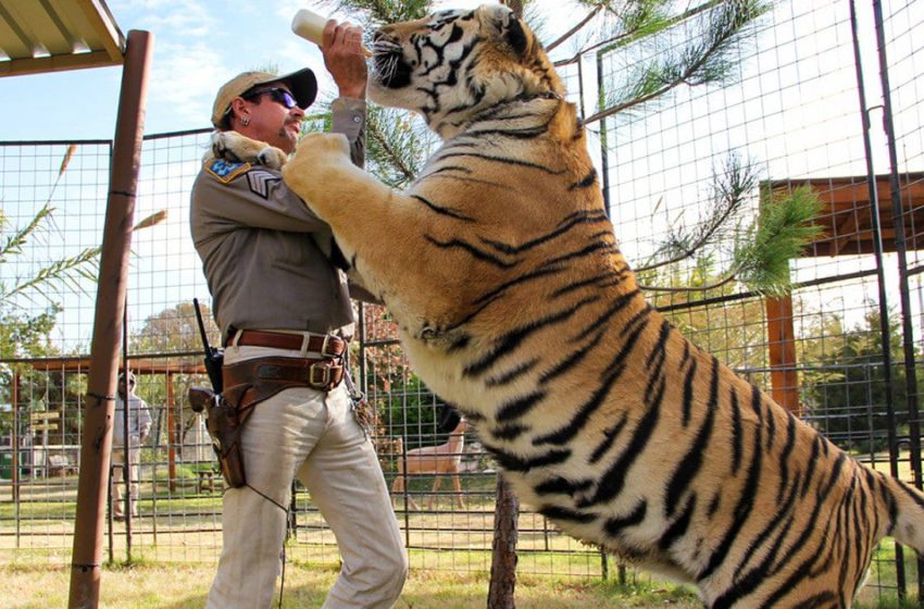 Grim ‘Tiger King’ tale prompts big cat safety bill in US