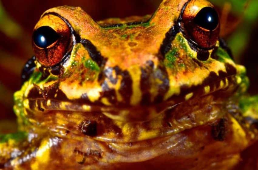 Conservation International: A Mercedes robber frog