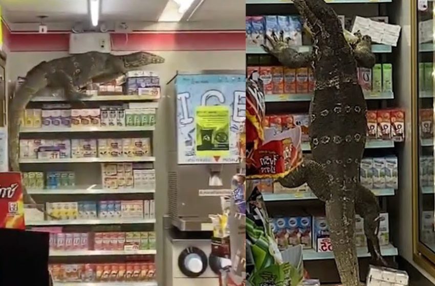Viral Video: Giant monitor lizard on a shopping spree