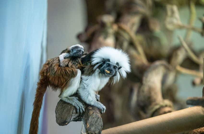 The green planet announce the birth of its cotton-top Tamarin Twins
