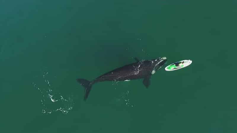Whale nudge paddle boarder