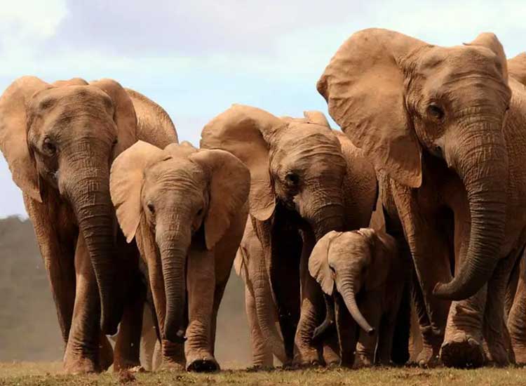 Elephant Alert: Mozambique elephants evolving without tusks