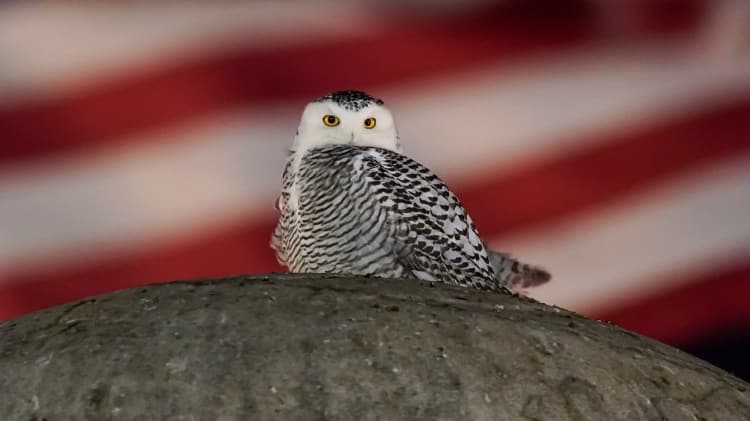 Hedwig is currently on a tour of Washington DC monuments