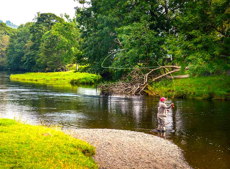 Scotland is planting millions of trees to save the river salmon