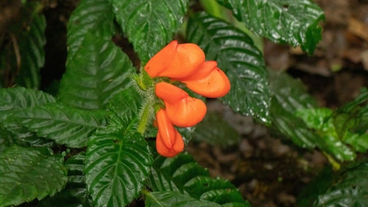 A  wildflower believed to be extinct for 36 years has been rediscovered in western Ecuador