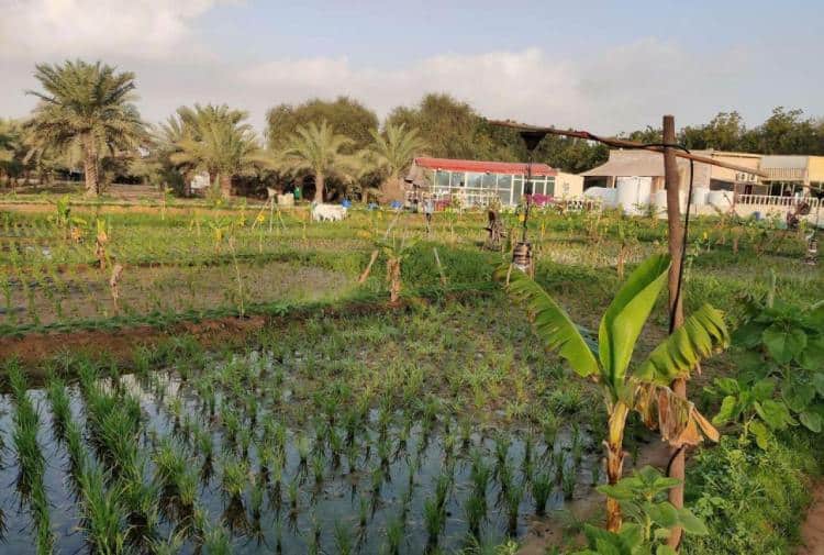 Experience Kerala’s alluring green farm in Sharjah