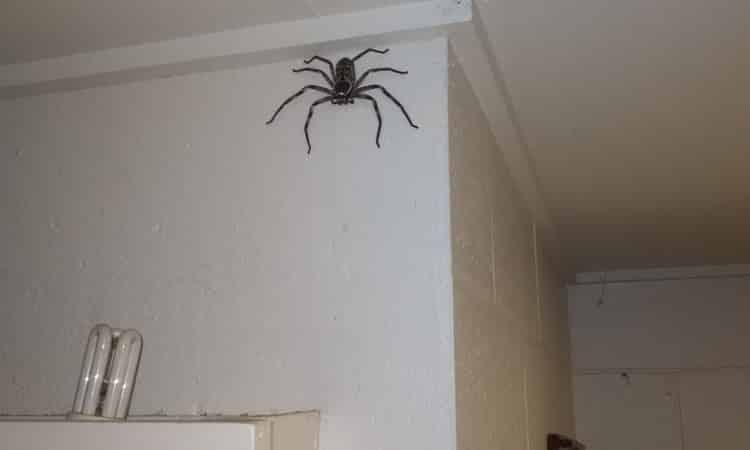 Aussie Family Horrifies World By Letting Humungous Spider Stay In Their Home For A Whole Year1
