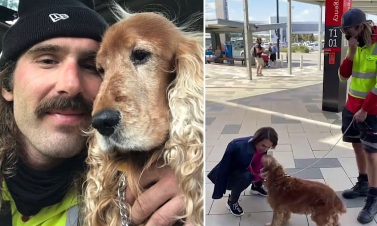Airport employee’s care for a dog wins hearts across the world