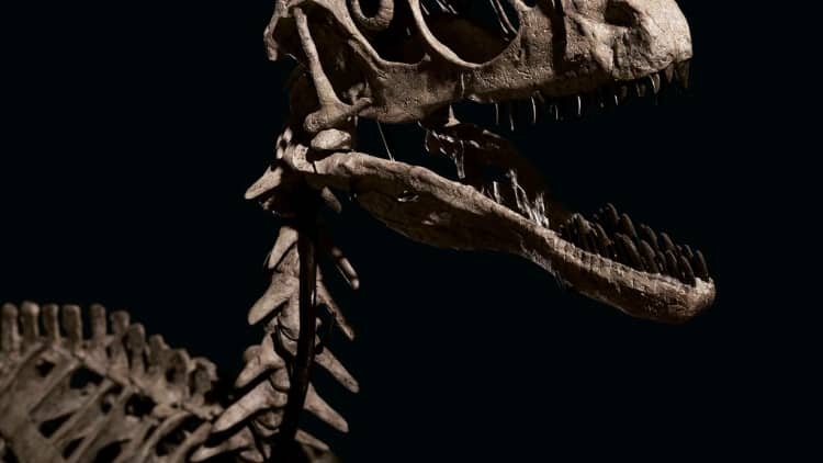 Jurassic Park inspired dinosaur fossil sold for AED 45 million