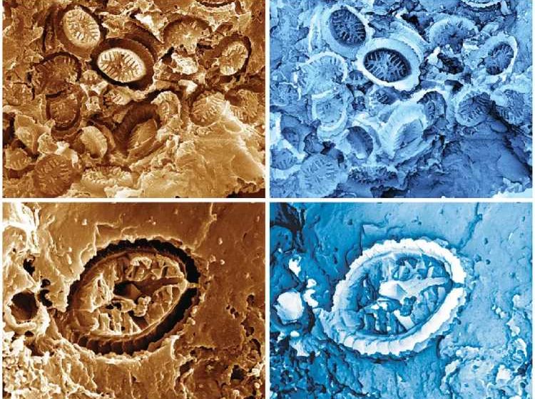 Researchers discover ghost fossils underneath a microscope