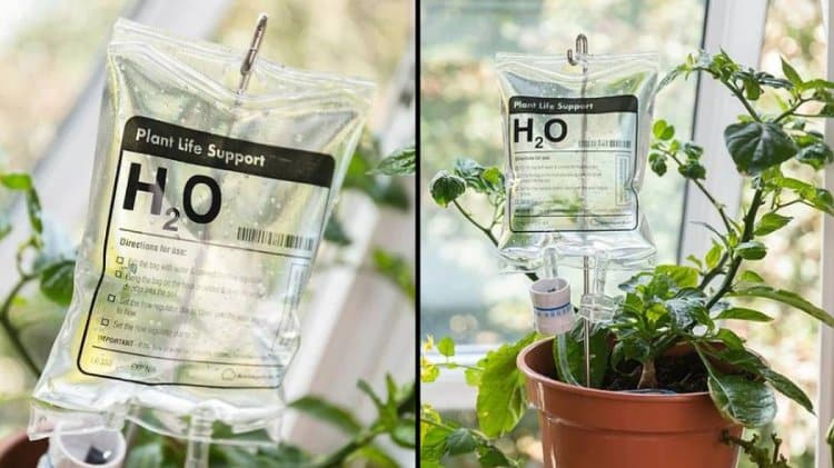 Hydrate your plants with these IV Bags