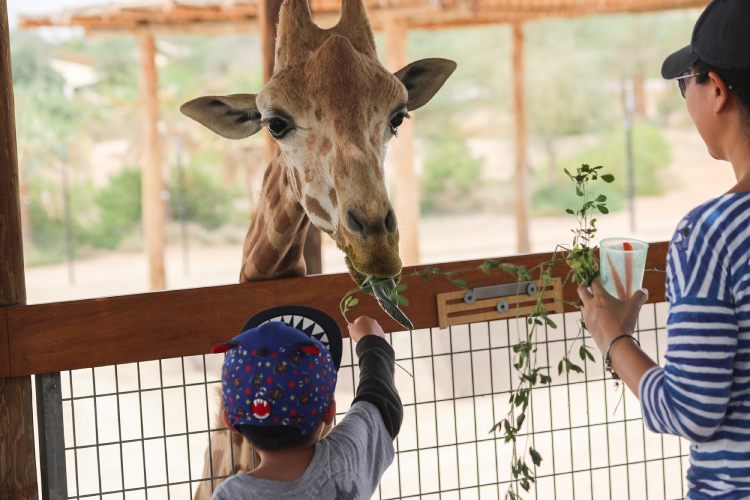 Al Ain Zoo provides endangered Rothschild’s Giraffes with the highest standards of care