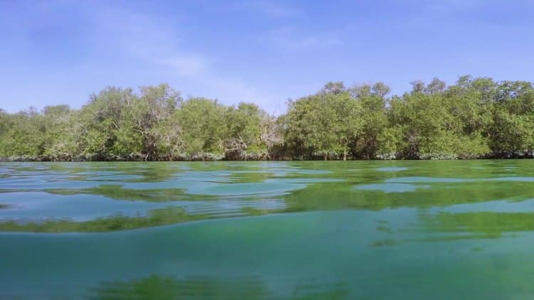 UAE continues on its mission to plant 100 million mangroves by 2030