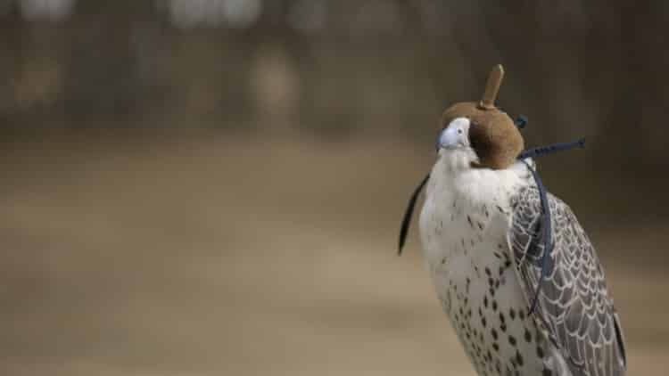 NYU Abu Dhabi researchers unlock keys to falcons’ evolutionary success