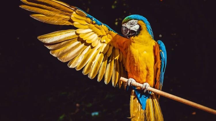 IPBES report warns parrots among other species face extinction