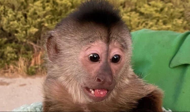 Monkey calls 911 and gets police to come to the zoo to investigate