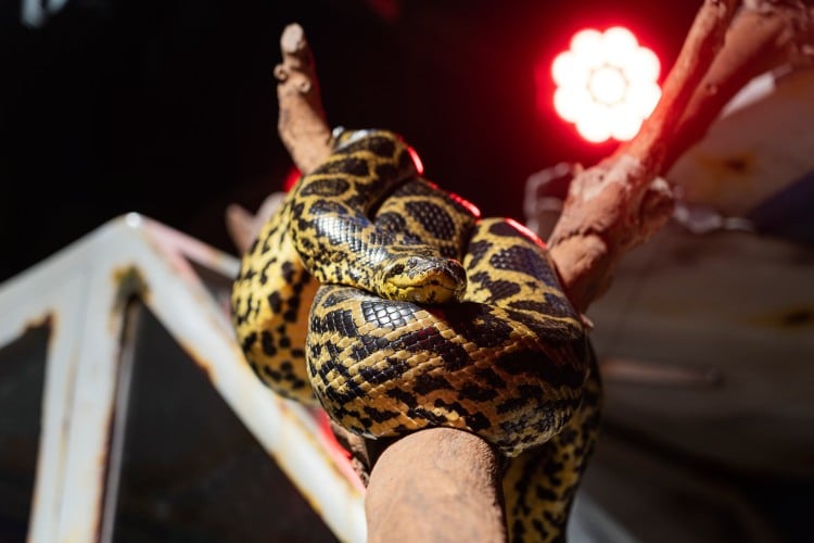 Meet Dubai’s first Anaconda at The Green Planet