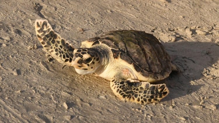 Critically-endangered Hawksbill turtles arrive at EGA Al Taweelah beach