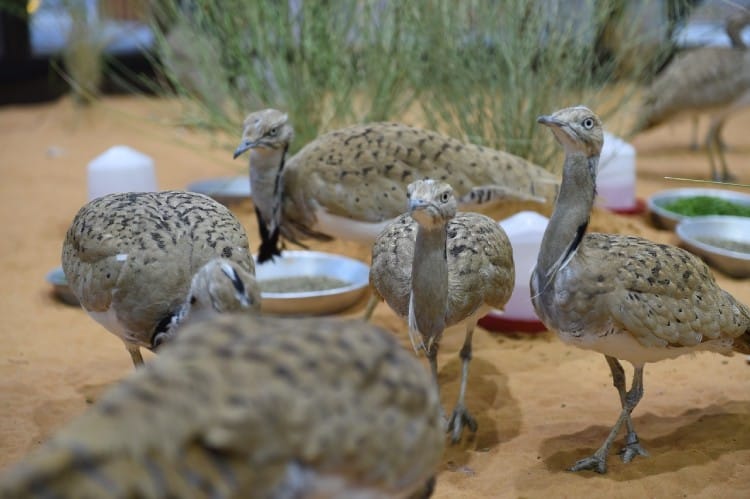INTERNATIONAL FUND FOR HOUBARA CONSERVATION AUGMENTS SUSTAINABILITY EFFORTS IN PROTECTING ARAB HERITAGE AT ADIHEX 2022