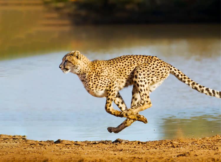 India welcomes the cheetah after 70years of extinction. Will they survive this time?