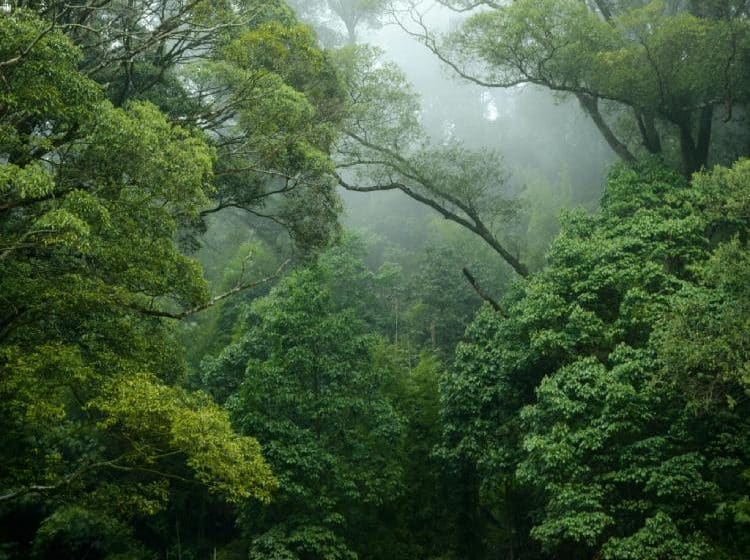 Amazon rain forest nears dangerous tipping point warns environmental prize winner