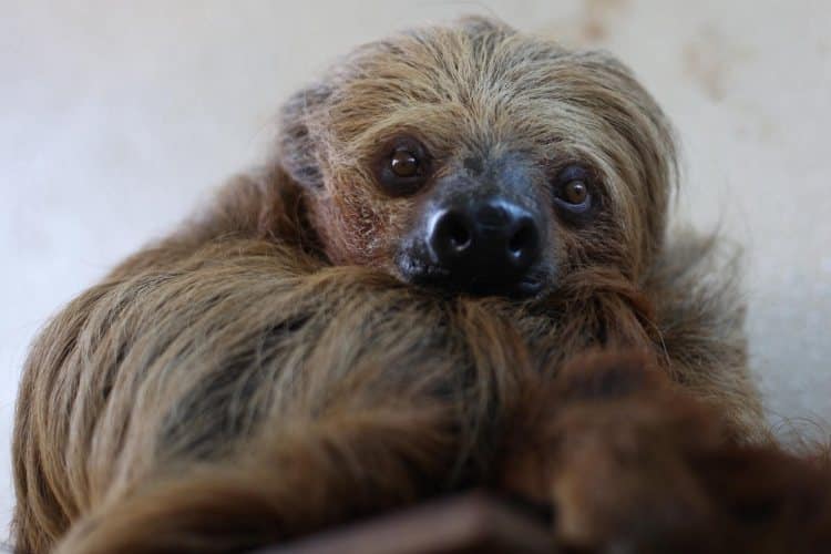 The Green Planet welcomes two sloth sisters to Dubai